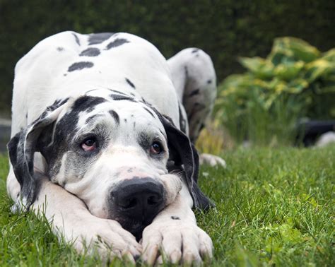 great danes for adoption in missouri|rescued great danes for adoption.